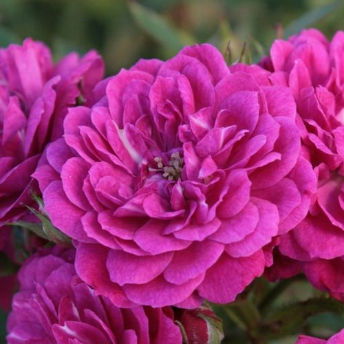 Rosen Online Gärtnerei - bodendecker rosen  - violett - Rosa Purple Rain ® - diskret duftend - W. Kordes & Sons - -